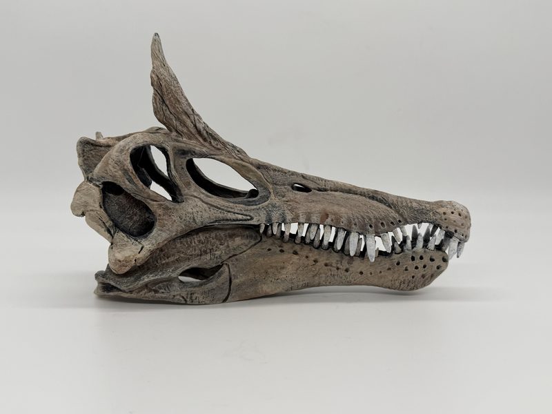 Scimitar Spinosaurus skull replica print
