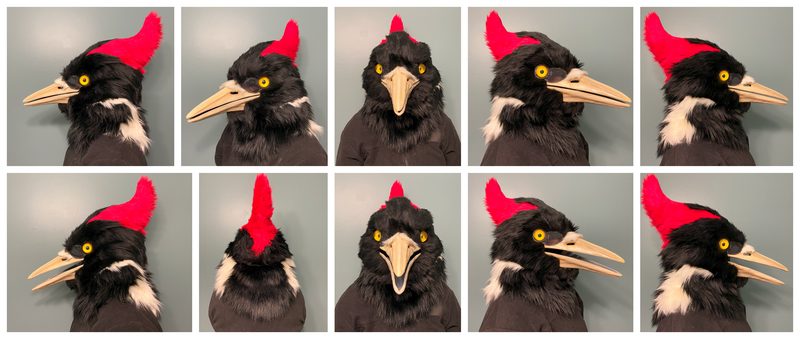 Ivory-billed Woodpecker fursuit head, painted print
