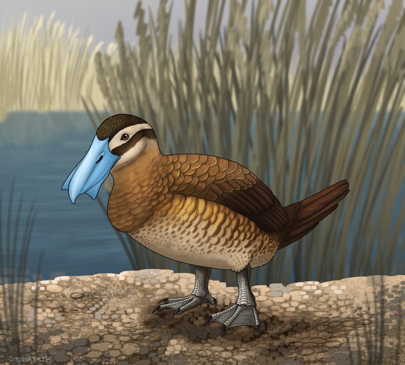 Blue-billed wetland bird standing among reeds